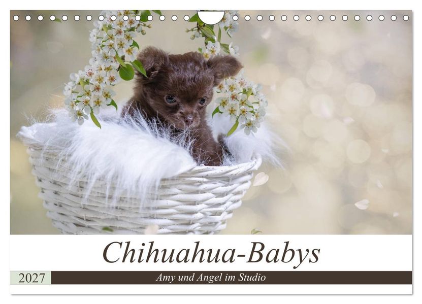 Chihuahua-Babys - Amy und Angel im Studio (Wandkalender 2027 DIN A4 quer) CALVENDO Monatskalender