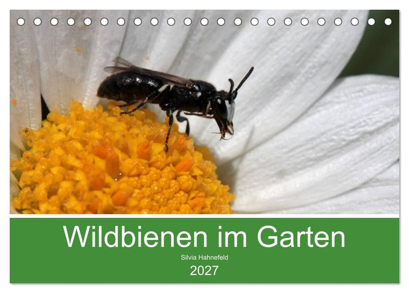 Wildbienen im Garten (Tischkalender 2027 DIN A5 quer) CALVENDO Monatskalender