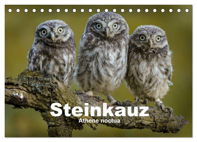 Steinkäuze (Athene noctua) (Tischkalender 2027 DIN A5 quer) CALVENDO Monatskalender