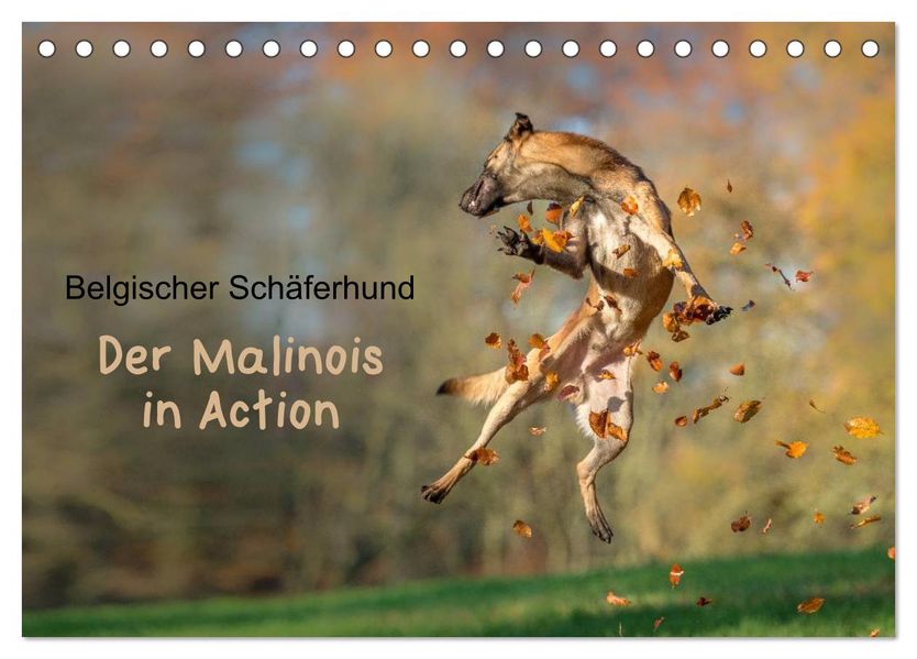 Belgischer Schäferhund - Der Malinois in Action (Tischkalender 2027 DIN A5 quer) CALVENDO Monatskalender