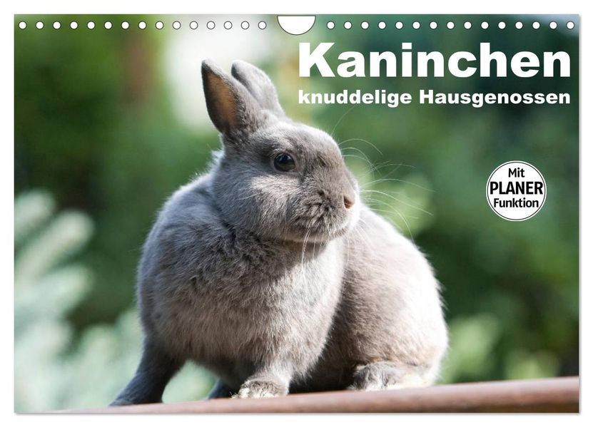 Kaninchen - knuddelige Hausgenossen (Wandkalender 2027 DIN A4 quer) CALVENDO Monatskalender