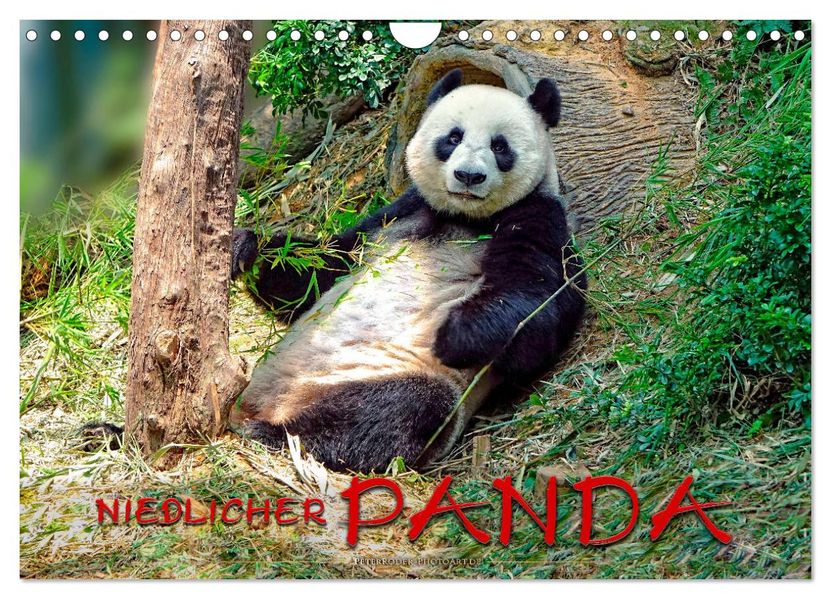 Niedlicher Panda (Wandkalender 2027 DIN A4 quer) CALVENDO Monatskalender