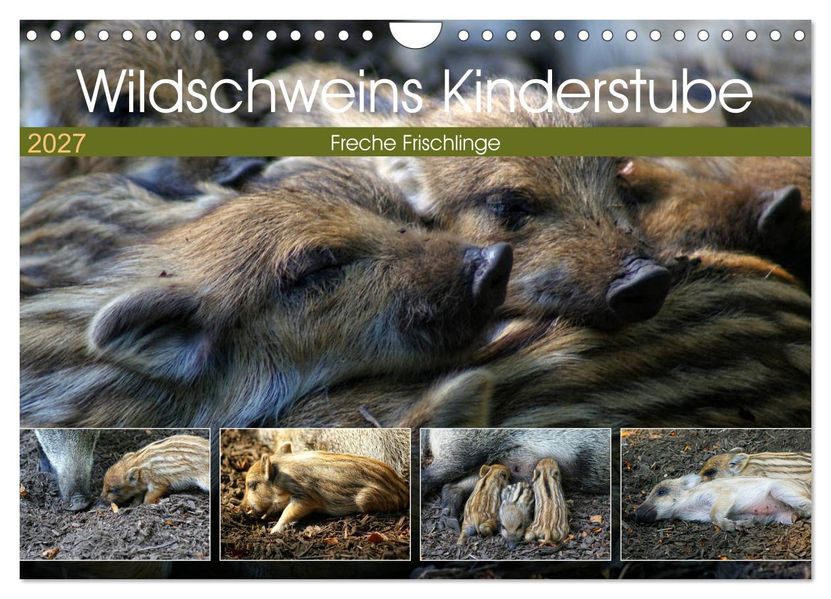 Wildschweins Kinderstube - Freche Frischlinge (Wandkalender 2027 DIN A4 quer) CALVENDO Monatskalender