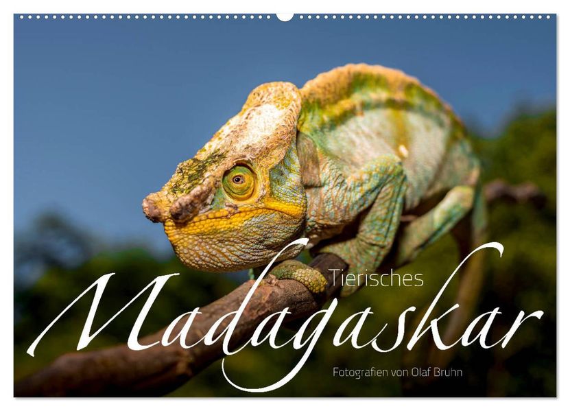 Tierisches Madagaskar (Wandkalender 2027 DIN A2 quer) CALVENDO Monatskalender