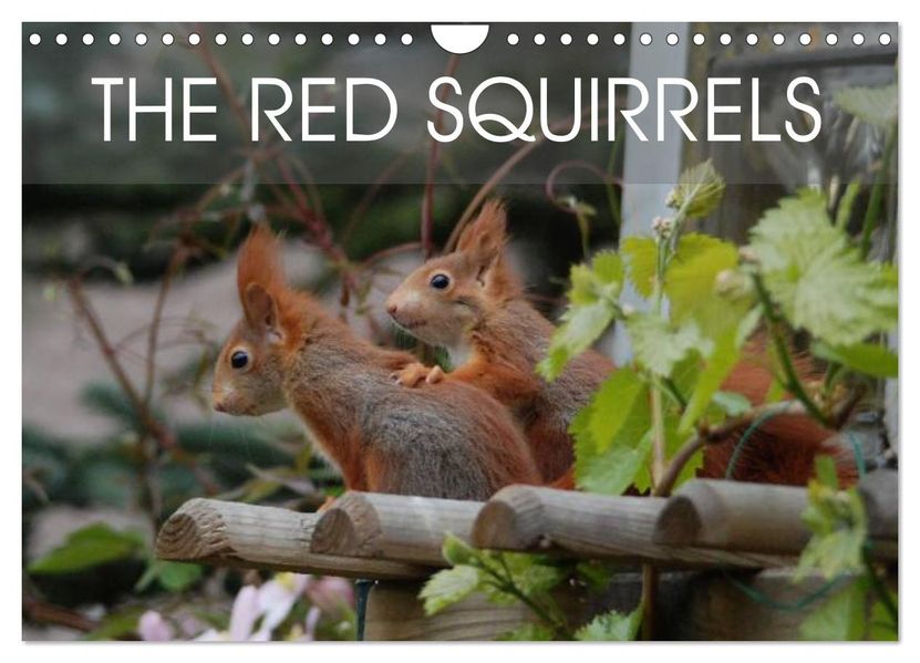 The red squirrels (Wall Calendar 2027 DIN A4 landscape) CALVENDO 12 Month Wall Calendar