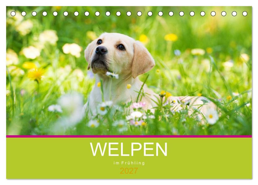 Welpen im Frühling (Tischkalender 2027 DIN A5 quer) CALVENDO Monatskalender