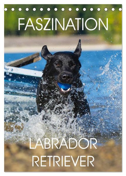 Faszination Labrador Retriever (Tischkalender 2027 DIN A5 hoch) CALVENDO Monatskalender