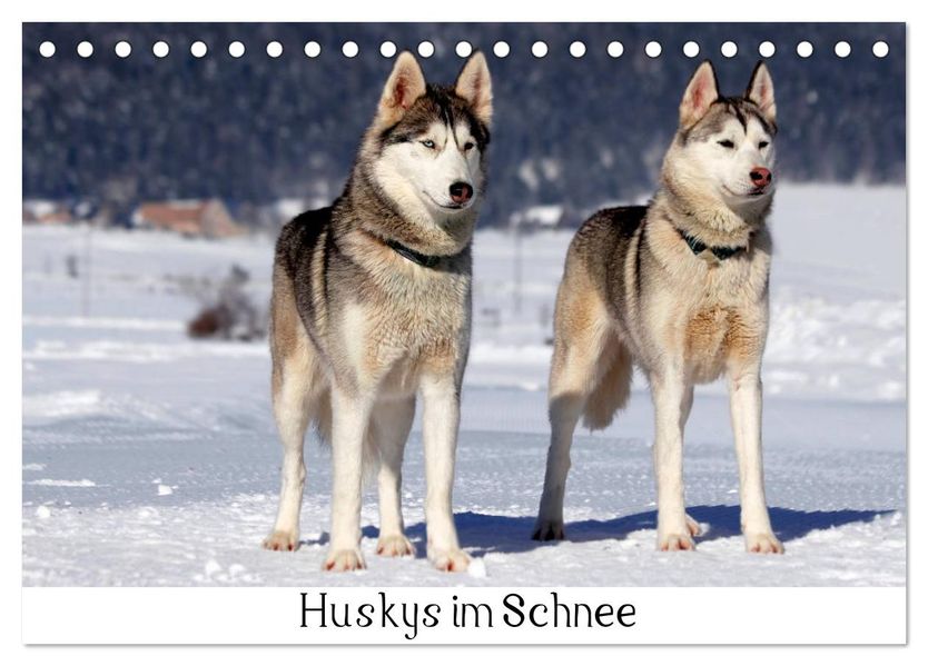 Huskys im Schnee (Tischkalender 2027 DIN A5 quer) CALVENDO Monatskalender
