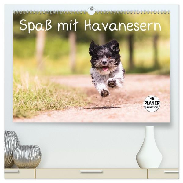 Spaß mit Havanesern (hochwertiger Premium Wandkalender 2027 DIN A2 quer) Kunstdruck in Hochglanz