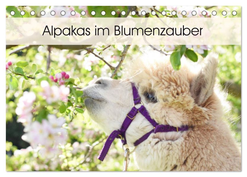 Alpakas im Blumenzauber (Tischkalender 2027 DIN A5 quer) CALVENDO Monatskalender