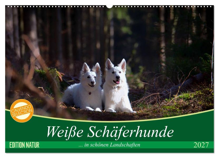 Weiße Schäferhunde in schönen Landschaften (Wandkalender 2027 DIN A2 quer) CALVENDO Monatskalender