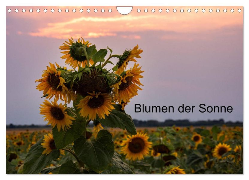 Blumen der Sonne (Wandkalender 2027 DIN A4 quer) CALVENDO Monatskalender