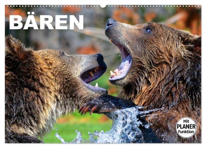 Bären (Wandkalender 2027 DIN A2 quer) CALVENDO Monatskalender