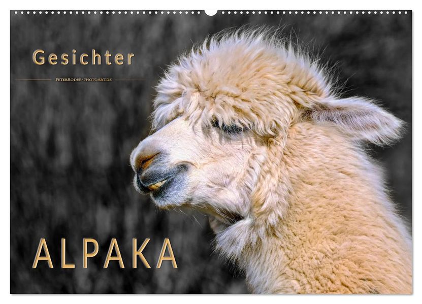 Alpaka Gesichter (Wandkalender 2027 DIN A2 quer) CALVENDO Monatskalender