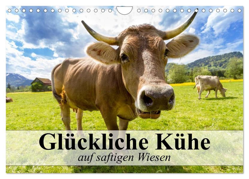 Glückliche Kühe auf saftigen Wiesen (Wandkalender 2027 DIN A4 quer) CALVENDO Monatskalender