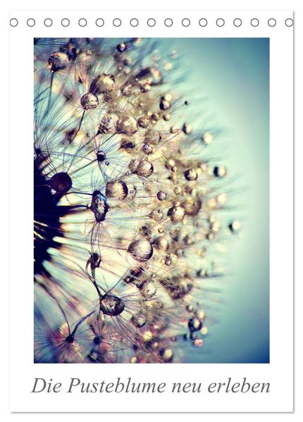 Die Pusteblume neu erleben (Tischkalender 2027 DIN A5 hoch) CALVENDO Monatskalender