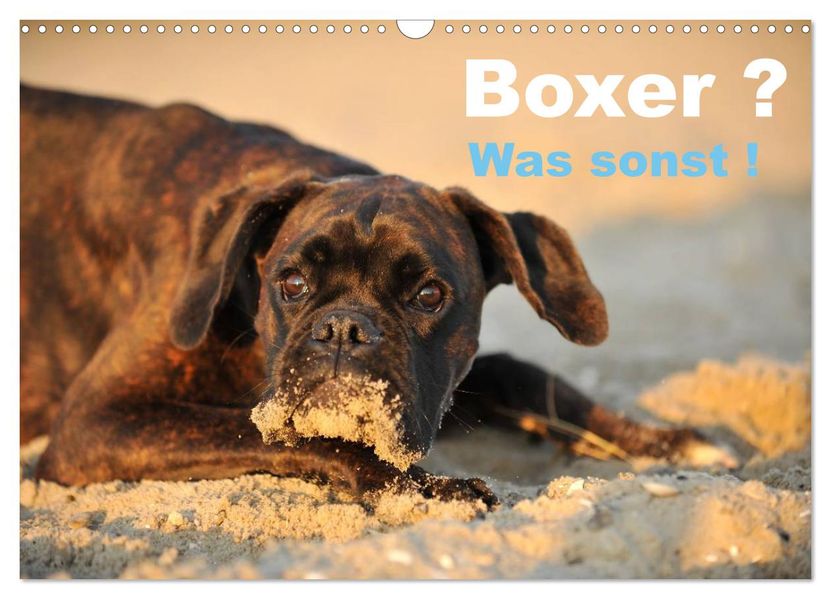 Boxer ? Was sonst ! (Wandkalender 2027 DIN A3 quer) CALVENDO Monatskalender