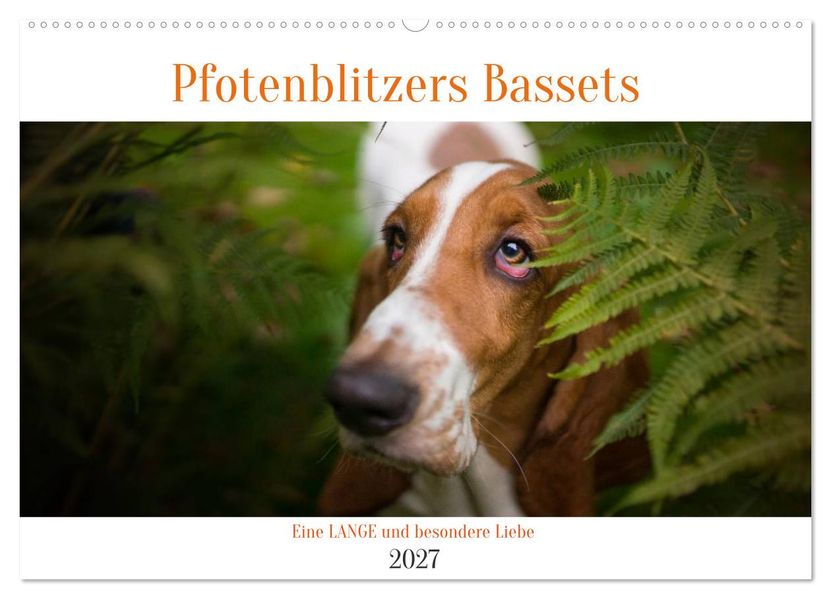 Der Basset eine LANGE und besondere Liebe (Wandkalender 2027 DIN A2 quer) CALVENDO Monatskalender