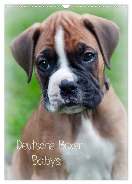 Deutsche Boxer Babys... (Wandkalender 2027 DIN A3 hoch) CALVENDO Monatskalender
