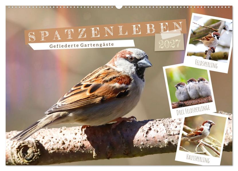 Gefiederte Gartengäste Spatzenleben (Wandkalender 2027 DIN A2 quer) CALVENDO Monatskalender