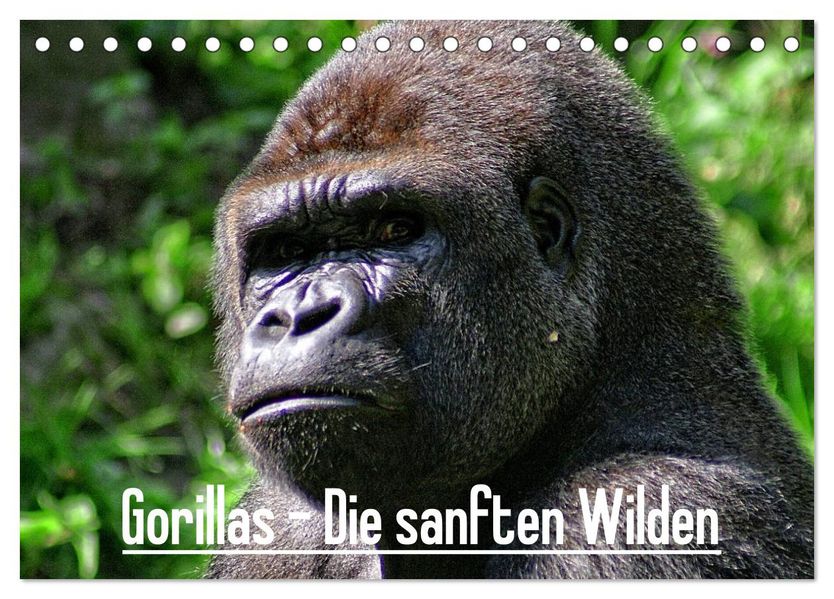 Gorillas - Die sanften Wilden (Tischkalender 2027 DIN A5 quer) CALVENDO Monatskalender