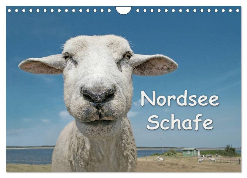 Nordsee Schafe (Wandkalender 2027 DIN A4 quer) CALVENDO Monatskalender