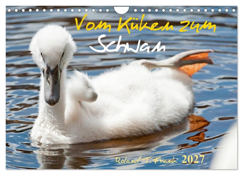 Vom Küken zum Schwan (Wandkalender 2027 DIN A4 quer) CALVENDO Monatskalender