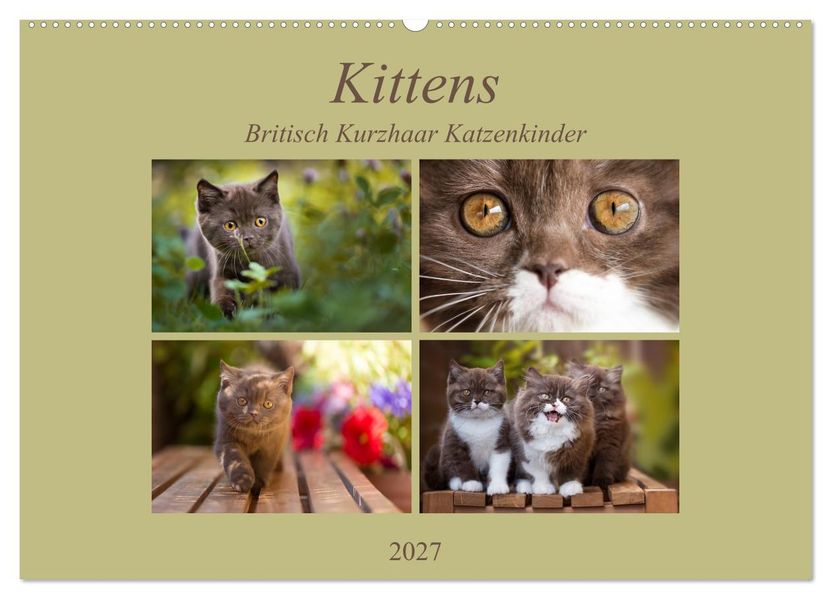 Kittens - Britisch Kurzhaar Katzenkinder (Wandkalender 2027 DIN A2 quer) CALVENDO Monatskalender