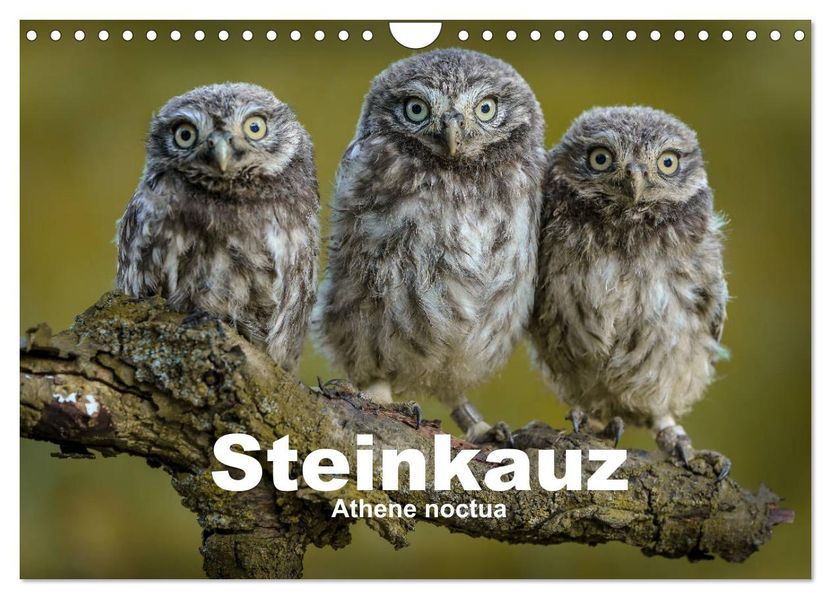 Steinkäuze (Athene noctua) (Wandkalender 2027 DIN A4 quer) CALVENDO Monatskalender
