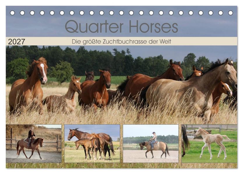 Quarter Horses - Die größte Zuchtbuchrasse der Welt (Tischkalender 2027 DIN A5 quer) CALVENDO Monatskalender