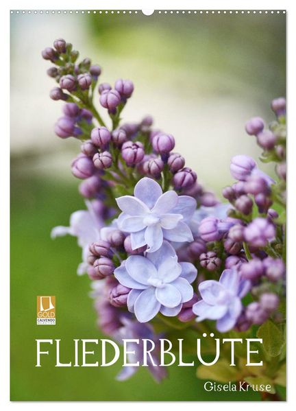 Fliederblüte (Wandkalender 2027 DIN A2 hoch) CALVENDO Monatskalender
