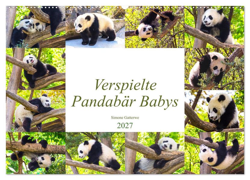 Pandabär Babys (Wandkalender 2027 DIN A2 quer) CALVENDO Monatskalender