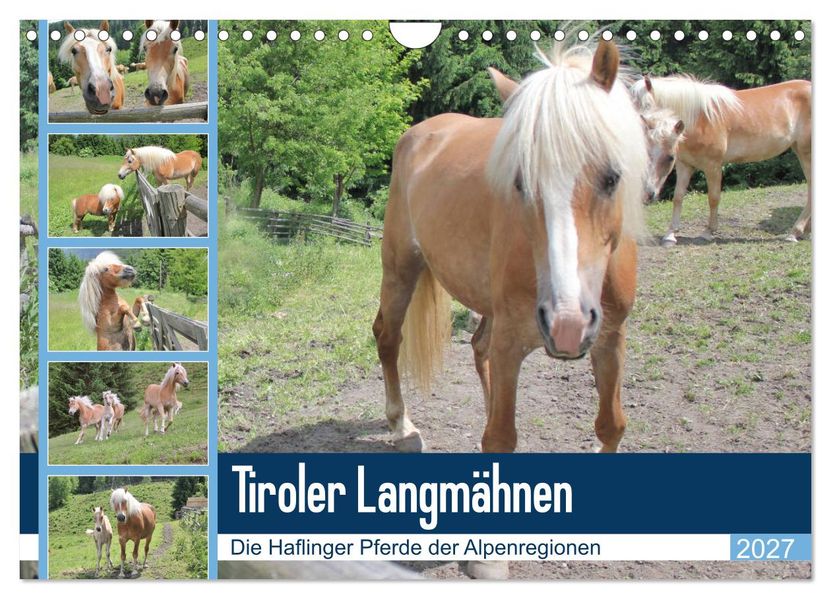 Tiroler Langmähnen (Wandkalender 2027 DIN A4 quer) CALVENDO Monatskalender