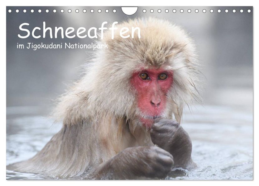 Schneeaffen im Jigokudani Nationalpark (Wandkalender 2027 DIN A4 quer) CALVENDO Monatskalender