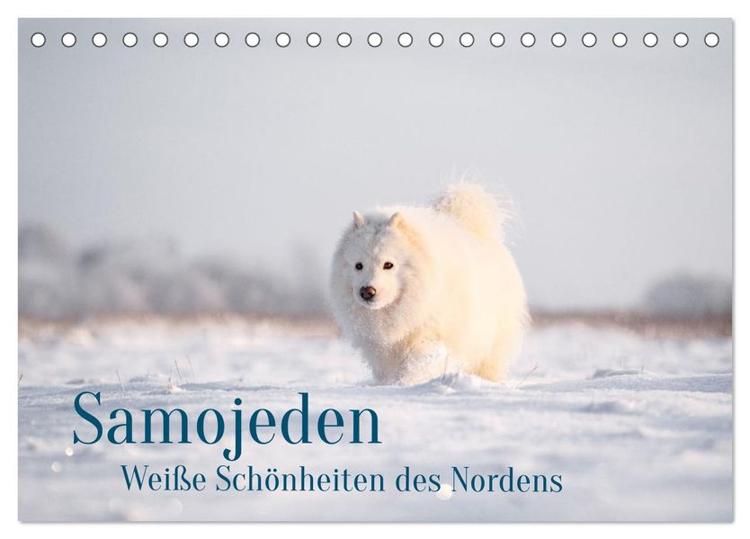 Samojeden - Liebenswerte Fellkugeln (Tischkalender 2027 DIN A5 quer) CALVENDO Monatskalender