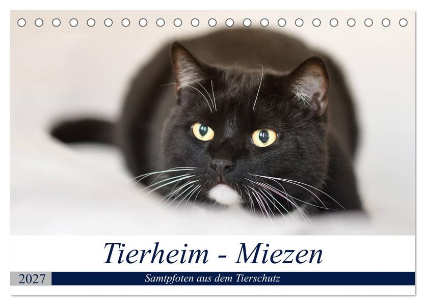 Tierheim - Miezen (Tischkalender 2027 DIN A5 quer) CALVENDO Monatskalender
