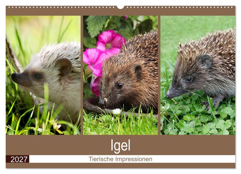 Igel 2027. Tierische Impressionen (Wandkalender 2027 DIN A2 quer) CALVENDO Monatskalender