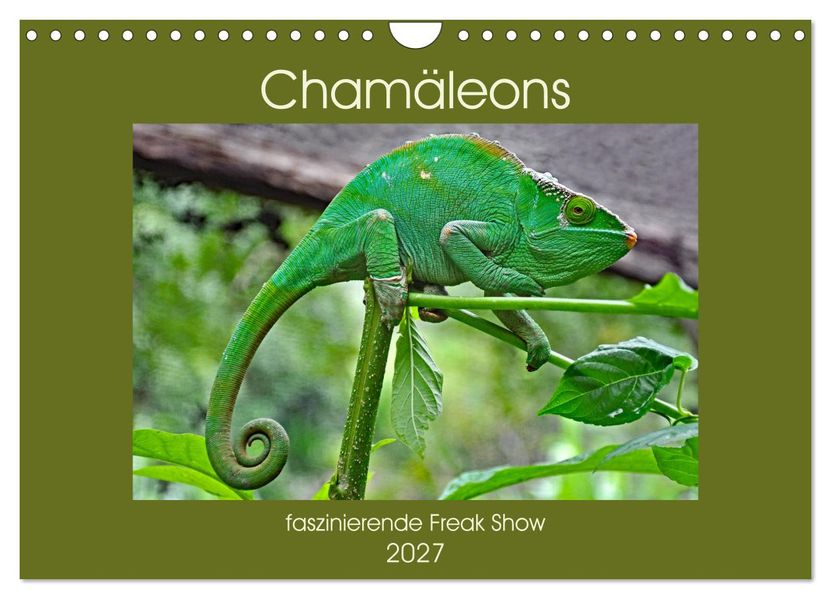 Chamäleons - faszinierende Freak Show (Wandkalender 2027 DIN A4 quer) CALVENDO Monatskalender