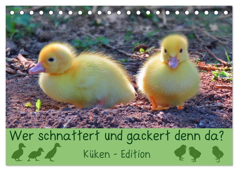 Wer schnattert und gackert denn da? - Küken-Edition (Tischkalender 2027 DIN A5 quer) CALVENDO Monatskalender