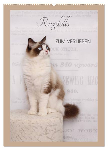 Ragdolls zum Verlieben (Wandkalender 2027 DIN A2 hoch) CALVENDO Monatskalender