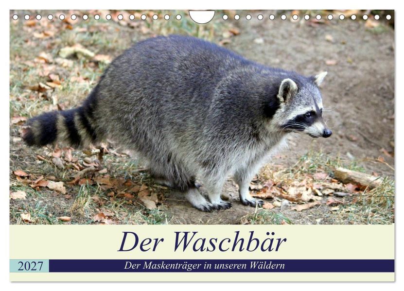 Der Waschbär - Der Maskenträger in unseren Wäldern (Wandkalender 2027 DIN A4 quer) CALVENDO Monatskalender