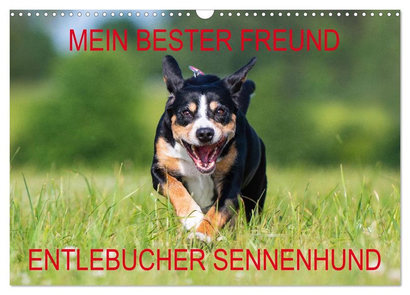 Mein bester Freund - Entlebucher Sennenhund (Wandkalender 2027 DIN A3 quer) CALVENDO Monatskalender
