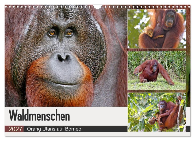 Waldmenschen - Orang Utans auf Borneo (Wandkalender 2027 DIN A3 quer) CALVENDO Monatskalender