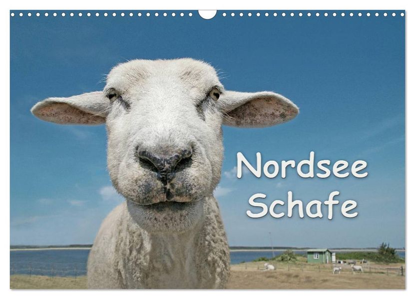 Nordsee Schafe (Wandkalender 2027 DIN A3 quer) CALVENDO Monatskalender