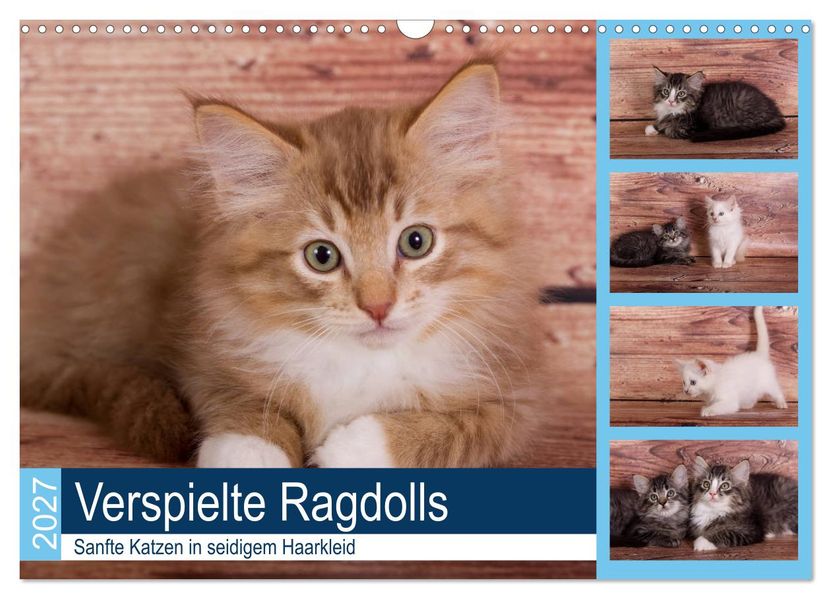Verspielte Ragdolls -Sanfte Katzen in seidigem Haarkleid (Wandkalender 2027 DIN A3 quer) CALVENDO Monatskalender