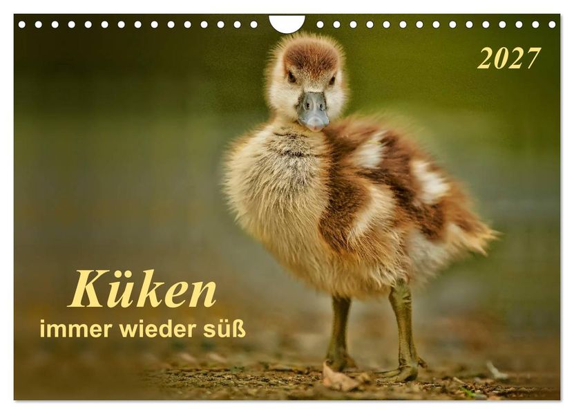 Küken - immer wieder süß (Wandkalender 2027 DIN A4 quer) CALVENDO Monatskalender