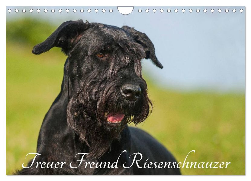 Treuer Freund Riesenschnauzer (Wandkalender 2027 DIN A4 quer) CALVENDO Monatskalender