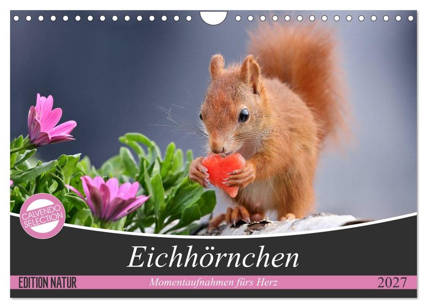 Eichhörnchen Momentaufnahmen fürs Herz (Wandkalender 2027 DIN A4 quer) CALVENDO Monatskalender