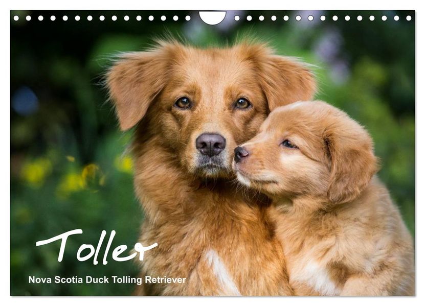 Toller - Nova Scotia Duck Tolling Retriever (Wandkalender 2027 DIN A4 quer) CALVENDO Monatskalender