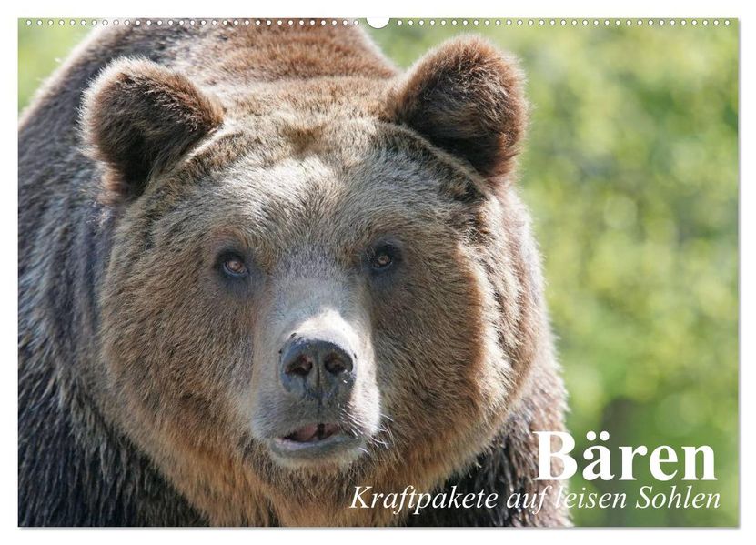 Bären. Kraftpakete auf leisen Sohlen (Wandkalender 2027 DIN A2 quer) CALVENDO Monatskalender